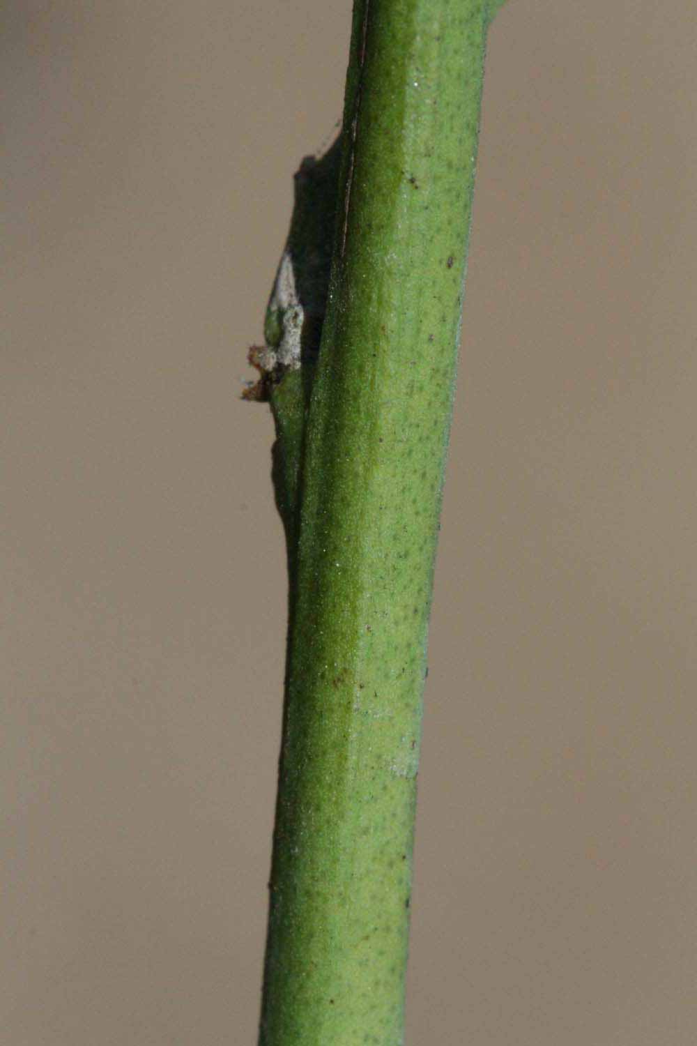            First year twig (Riverside, CA)   